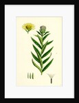 Inula Salicina Willow-Leaved Inula by Anonymous