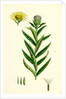Inula Salicina Willow-Leaved Inula by Anonymous