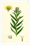 Inula Salicina Willow-Leaved Inula by Anonymous