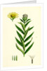 Inula Salicina Willow-Leaved Inula by Anonymous