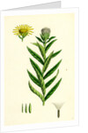 Inula Salicina Willow-Leaved Inula by Anonymous