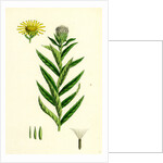 Inula Salicina Willow-Leaved Inula by Anonymous