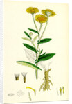 Inula Dysenterica Greater Fleabane by Anonymous