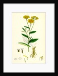 Inula Dysenterica Greater Fleabane by Anonymous
