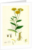 Inula Dysenterica Greater Fleabane by Anonymous