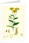 Inula Dysenterica Greater Fleabane by Anonymous