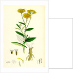 Inula Dysenterica Greater Fleabane by Anonymous