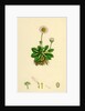 Bellis Perennis Common Daisy by Anonymous