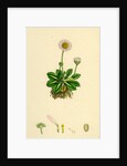 Bellis Perennis Common Daisy by Anonymous