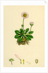 Bellis Perennis Common Daisy by Anonymous