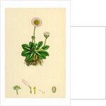 Bellis Perennis Common Daisy by Anonymous