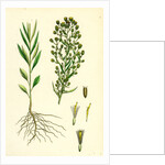 Erigeron Canadensis Canadian Fleabane by Anonymous