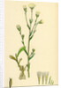Erigeron Acris Blue Fleabane by Anonymous