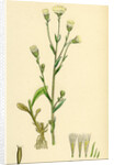 Erigeron Acris Blue Fleabane by Anonymous