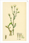 Erigeron Acris Blue Fleabane by Anonymous