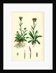 Erigeron Alpinus Alpine Fleabane by Anonymous