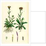 Erigeron Alpinus Alpine Fleabane by Anonymous