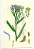 Aster Tripolium Sea-Side Aster by Anonymous