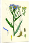 Aster Tripolium Sea-Side Aster by Anonymous