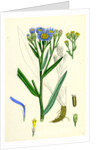 Aster Tripolium Sea-Side Aster by Anonymous