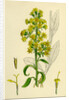 Solidago Virga-Aurea Var. Genuina Common Golden-Rod Var. A. by Anonymous