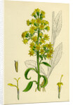 Solidago Virga-Aurea Var. Genuina Common Golden-Rod Var. A. by Anonymous