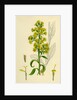 Solidago Virga-Aurea Var. Genuina Common Golden-Rod Var. A. by Anonymous