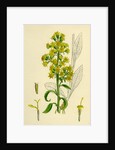 Solidago Virga-Aurea Var. Genuina Common Golden-Rod Var. A. by Anonymous