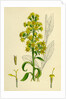 Solidago Virga-Aurea Var. Genuina Common Golden-Rod Var. A. by Anonymous