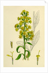 Solidago Virga-Aurea Var. Genuina Common Golden-Rod Var. A. by Anonymous