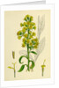 Solidago Virga-Aurea Var. Genuina Common Golden-Rod Var. A. by Anonymous