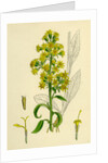 Solidago Virga-Aurea Var. Genuina Common Golden-Rod Var. A. by Anonymous