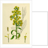 Solidago Virga-Aurea Var. Genuina Common Golden-Rod Var. A. by Anonymous