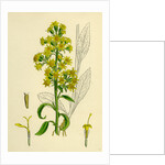 Solidago Virga-Aurea Var. Genuina Common Golden-Rod Var. A. by Anonymous