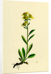 Solidago Virga-Aurea Var. Cambrica Common Golden-Rod Var. Y. by Anonymous