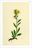 Solidago Virga-Aurea Var. Cambrica Common Golden-Rod Var. Y. by Anonymous