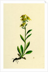 Solidago Virga-Aurea Var. Cambrica Common Golden-Rod Var. Y. by Anonymous