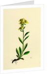 Solidago Virga-Aurea Var. Cambrica Common Golden-Rod Var. Y. by Anonymous