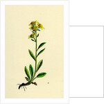 Solidago Virga-Aurea Var. Cambrica Common Golden-Rod Var. Y. by Anonymous