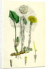 Tassilago Farfara Common Coltsfoot by Anonymous