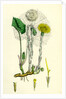 Tassilago Farfara Common Coltsfoot by Anonymous