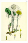 Tassilago Farfara Common Coltsfoot by Anonymous