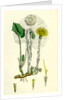 Tassilago Farfara Common Coltsfoot by Anonymous