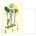 Tassilago Farfara Common Coltsfoot by Anonymous