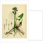 Petasites Fragrans Sweet-Scented Coltsfoot by Anonymous