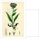 Saussurea Alpina Alpine Saussurea by Anonymous