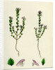 Euphrasia Officinalis Var. Gracilis Common Eyebright Var. B. by Anonymous