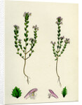 Euphrasia Officinalis Var. Gracilis Common Eyebright Var. B. by Anonymous