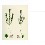 Euphrasia Officinalis Var. Gracilis Common Eyebright Var. B. by Anonymous