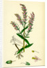 Bartsia Odontites Red Bartsia by Anonymous